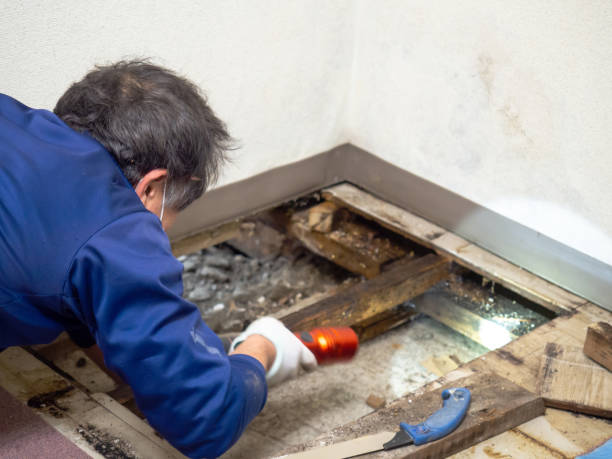 Best Best Mold Removal Companies  in Sand Ridge, NY