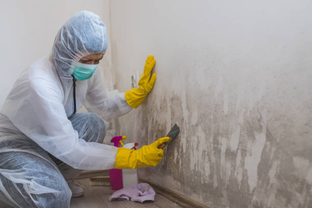 Best Mold Cleaning Services  in Sand Ridge, NY