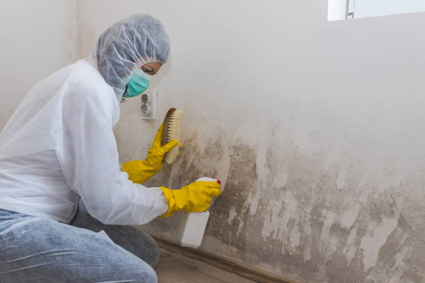 Crawl Space Mold Removal in Sand Ridge, NY