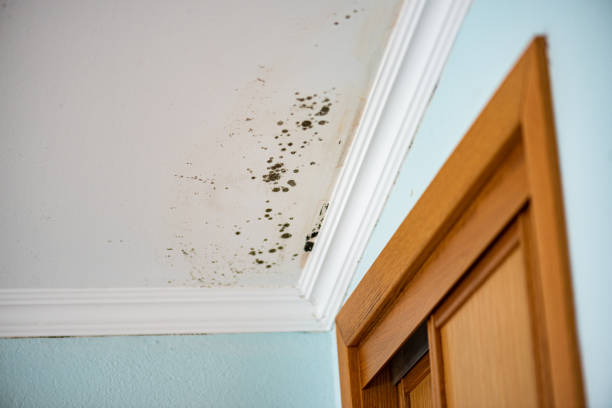 Best Affordable Mold Removal  in Sand Ridge, NY