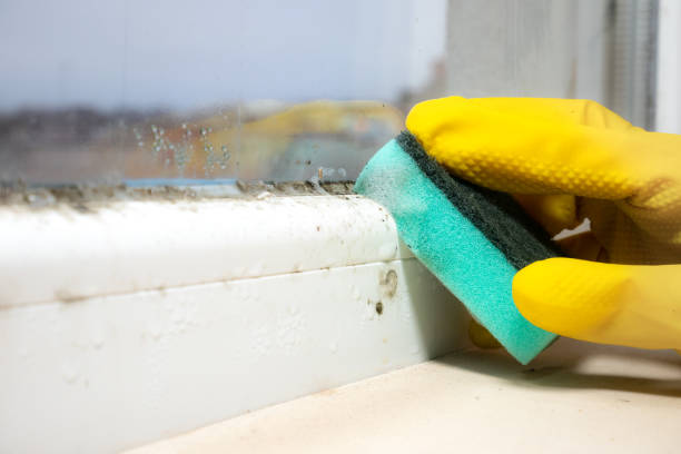 Best Home Mold Removal  in Sand Ridge, NY