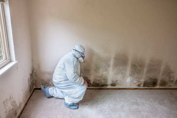 Best Local Mold Removal Service  in Sand Ridge, NY
