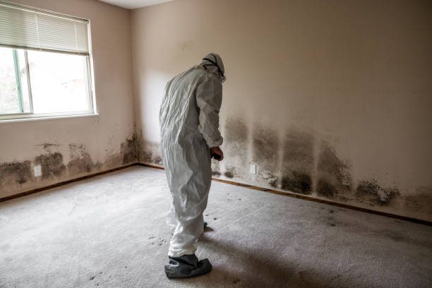Best Black Mold Removal  in Sand Ridge, NY