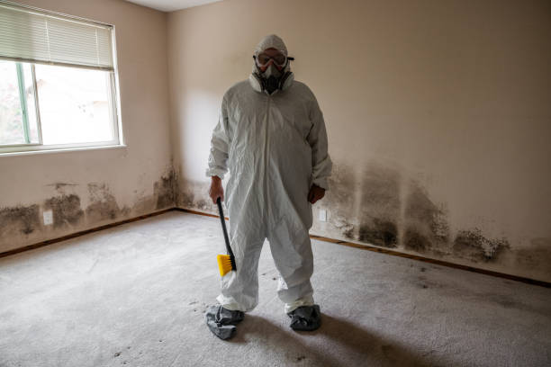 Best Certified Mold Removal  in Sand Ridge, NY