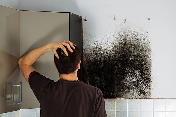 Best Mold Remediation Experts  in Sand Ridge, NY